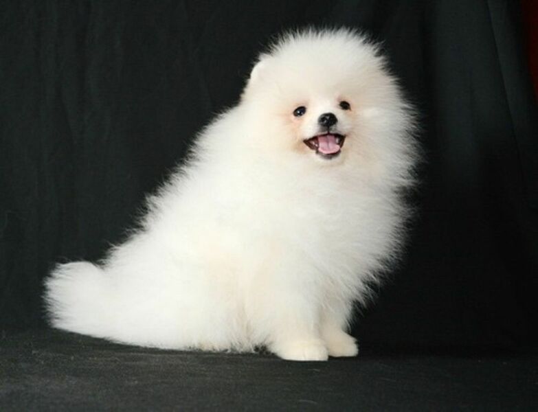 Purebred Tiny Pomeranian Puppies Give Away For Sale | Pets & Livestock ... Newborn Pomeranian