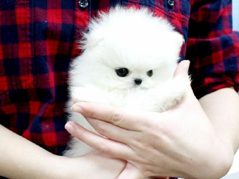 Pomeranian Puppies For Sale For Sale Pets & Livestock Dogs