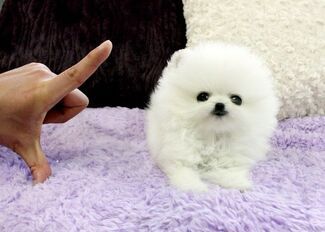 Dogs & Puppies Puppies (Litters) For Sale in Birmingham ...