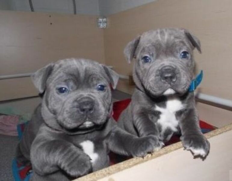 pedigree staffordshire bull terrier