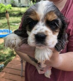 puppies free to good home west yorkshire