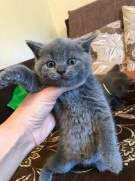 British Shorthair Blue GCCF all kittens For Sale For Sale Pets