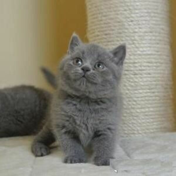 British Shorthair Blue GCCF all kittens For Sale For Sale  Pets 