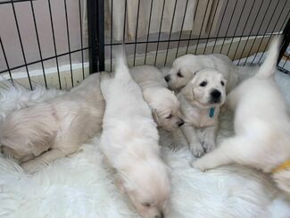 Dogs Puppies For Sale In Chelmsford Essex Loot
