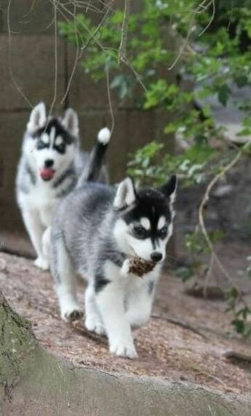 husky buy online