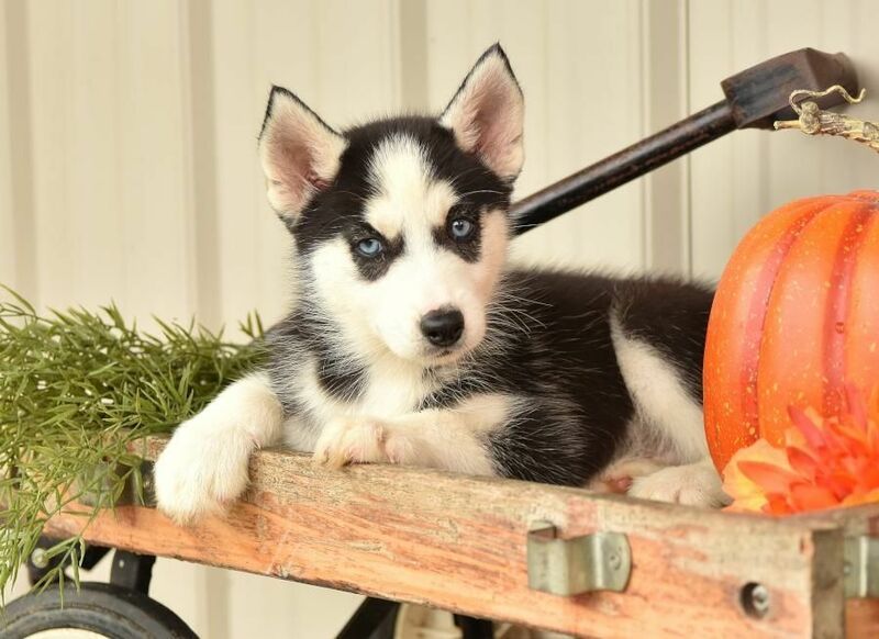 12 week old husky puppy